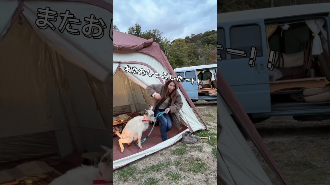 ヤギとキャンプしたら・・　 #キャンプ#キャンプ女子 #shorts