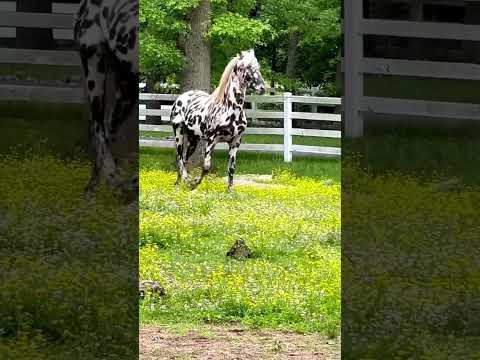 , title : 'Black Leopard Friesian X Appaloosa stallion'