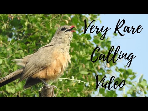 Sirkeer Malkoha Calling & Preening - A very rare video (HD)