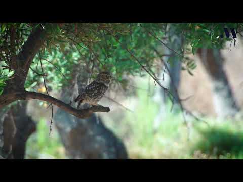La Málaga Salvaje. Las aves urbanas de nuestra provincia