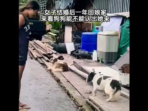 🇨🇳 女子婚后一年回娘家，看狗狗是否认得她 🇬🇧 Woman Returns Home After a Year to See if Dog Recognizes Her
