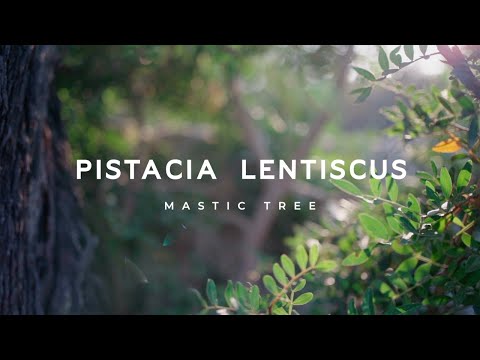 , title : 'Pistacia lentiscus, the Mastic Tree'