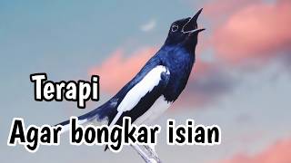 Download lagu PANCINGAN KACER GACOR FULL ISIAN KONSLET, SEKALI DENGAR KACER LAIN LANGSUNG EMOSI NAIK mp3