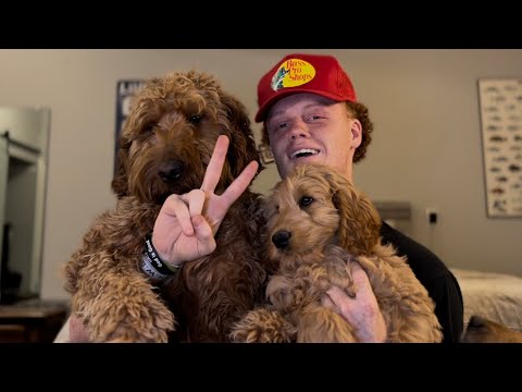 YouTube video about: Can goldendoodles be outside dogs?