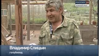 Житель Кыштыма разводит редкие породы голубей