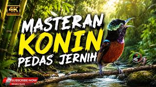 Download lagu YANG BEGINI BISA BUAT MASTERAN DAN PANCINGAN KONIN ! KOLIBRI NINJA FULL ISIAN NGEBREN WIT WIT mp3