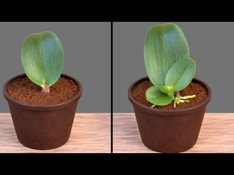 Sprinkle 1 teaspoon! Suddenly the orchid grew 1001 roots and bloomed super flowers