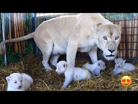 Lions in sudan are dying 😭😭 DEAN SCHNEIDER | Very Serious Issue | Hakuna mipaka