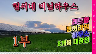 형씨네 레드향 핑거라임 하우스 8개월의 대장정 1부 농지구입 레드향 묘목 분달이 분수호스 설치 및 관수