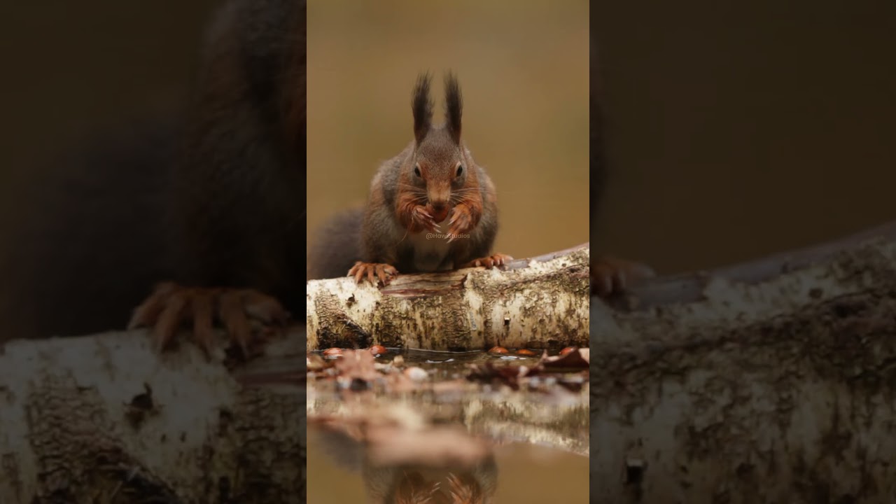 Red Squirrel Drinking Behavior and Foraging Biology