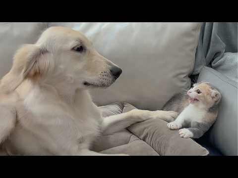 YouTube 썸네일