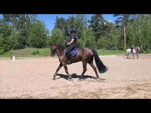 Boy Leanna - Top eventing pony for sale (CCIP2*)