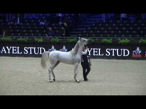Memories of Paris 2018 - World Championships - Part 7 - Yearling  Male - Group A