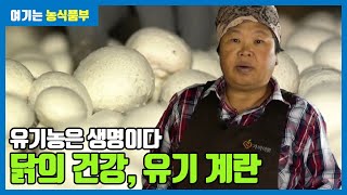 유기농으로 기르는 부여 양송이버섯 | 유기농은 생명이다
