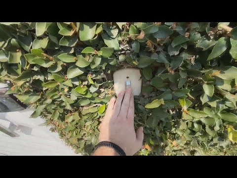 Cai Da Laje - Luneta