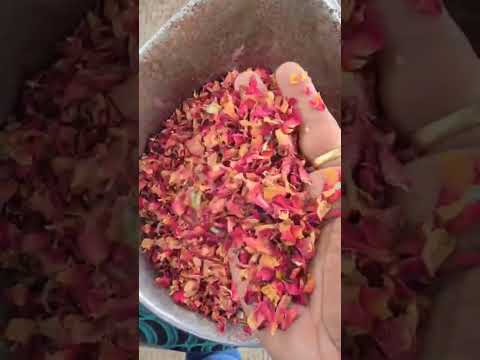#rosepetals #gulab #flowers #rose #rosé #roses #rosefarming #nimeshherbs