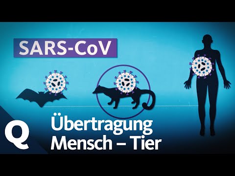 Zoonoses – How the coronavirus came about | Quarks