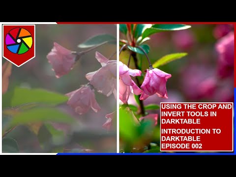 Darktable Crop and Invert - The Most Powerful Free Tool (2024)