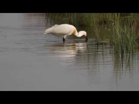 Adult Male Spoonbill in breeding plumage .