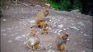Monkey 🐵 Eating Corn 🌽 Fruit