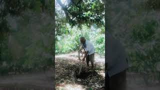 Download lagu Aplikasi Eco Farming ke tanaman durian.. mp3