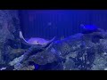 ANIMAL KINGDOM AT SHARK REEF AQUARIUM MANDALAY BAY LAS VEGAS 09182021