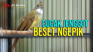 Download lagu CUCAK JENGGOT GACOR FULL NGEPIK MBESET SUPER TAJEM mp3 Download lagu CUCAK JENGGOT GACOR FULL NGEPIK MBESET SUPER TAJEM mp3
