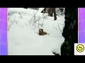 World Funniest Videos Top 10 Countdown Part 1