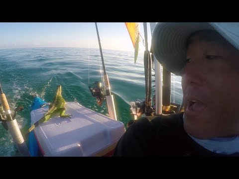 Green Iguana Rescued By Kayak Fisherman Four Miles Off Key West, Florida