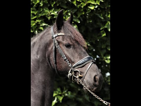 Stal Okkema's Day Dream - Mewes x Tjibbe - mare - 2018 - 1.61