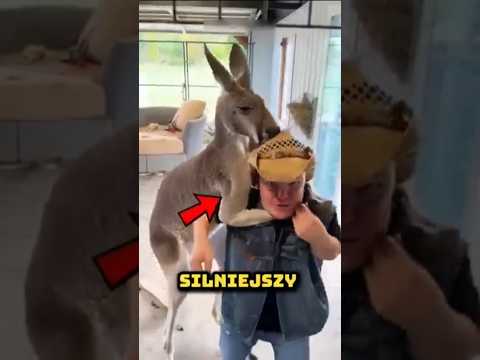 NIGDY NIE KRADNIJ MAŁEGO KANGURA 😱