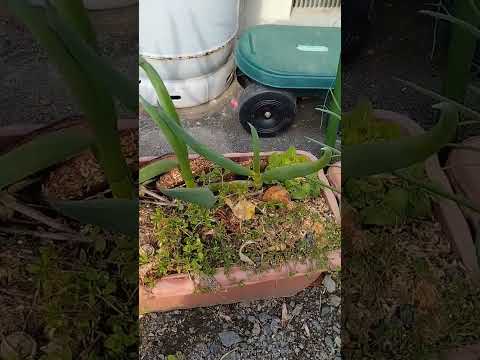 巨大ネギ 植物