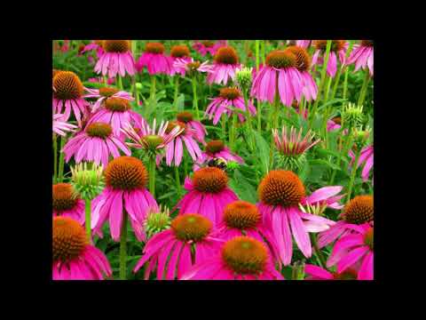USO MEDICINAL DE LA EQUINACEA. Antibiótico natural para el sistema inmune Echinacea Planta medicinal
