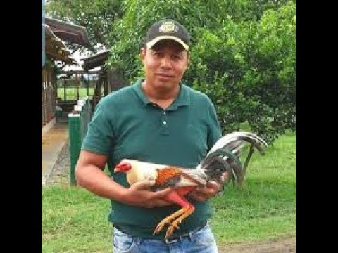 Fabio Rodrigues | La Mayor Concentración de Aves de Raza "Giros" en el Mundo