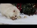 Pomeranian dogs for sale: Bowie - Video 1