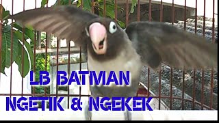 Download lagu Lovebird Ini Ampuh Pancing Lakbet Lain agar ikutan bunyi || Lovebird batman fighter mp3