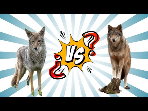 🐺🔥 Lobos y Coyotes: ¿Diferencias? ¿Enemigos o Aliados? 🐺🔥