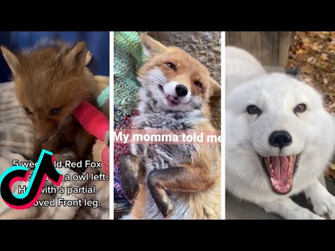 Compilation de vidéos de renards les plus mignons et les plus drôles redfoxes articfoxes babyfoxes