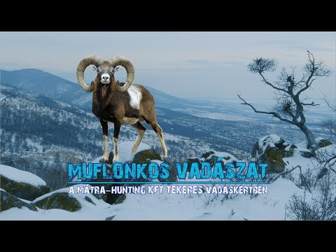 Vadkaland (8.rész) - MUFLONKOS VADÁSZAT