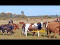 AM PROUD TO BE A KALENJIN MUSIC VIDEO TSUNAMI FT KEMTY CLASSIC WERITAB KEIYO