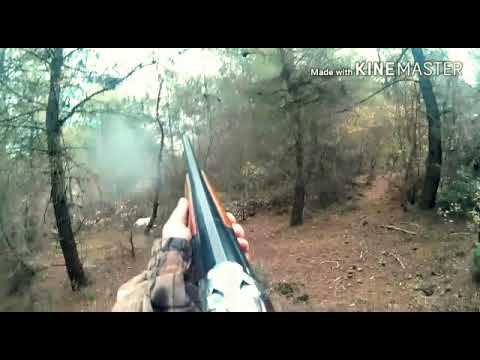 Çulluk Avı Çulluk Avı