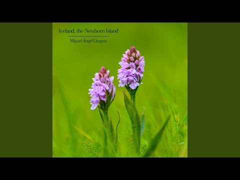 Iceland, the Newborn Island (Original Motion Picture Soundtrack)
