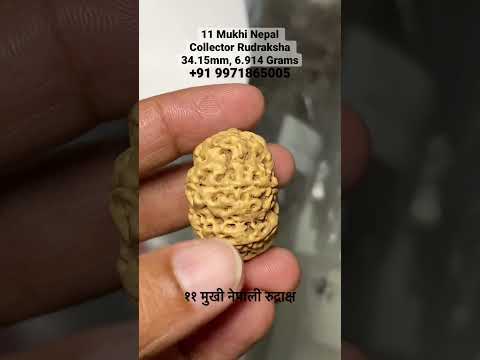 11 mukhi nepali rudraksha, packaging type: box, size: collec...