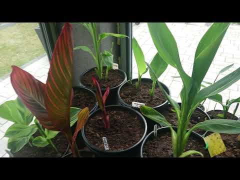 (51) Canny dwa tygodnie po wybudzeniu 😁