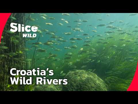 Život uz divlje rijeke Hrvatske | CIJELI DOKUMENTARAC I SLICE WILD