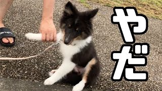 [生後4ヶ月]シェルティ公園デビュー🛝