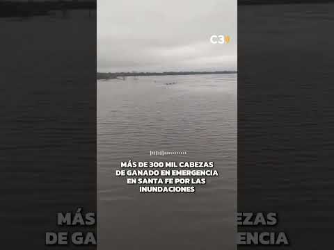 INUNDACIONES Y GANADO EN RIESGO 🚨