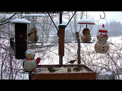 Diverse Visitors Flock To Wintery Cornell Feeders – Dec. 9, 2020