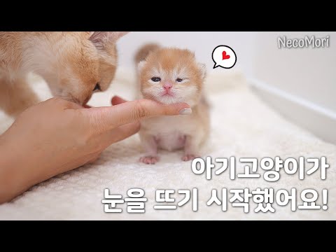 브숏 고양이와 함께하는 행복한 휴가 / 아기고양이가 눈을 떴어요.