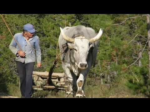 Gori Ussi Winnetou & KUD Idijoti   Turbo Cattolico, Peste Balcanica 480p 25fps H264 128kbit AAC